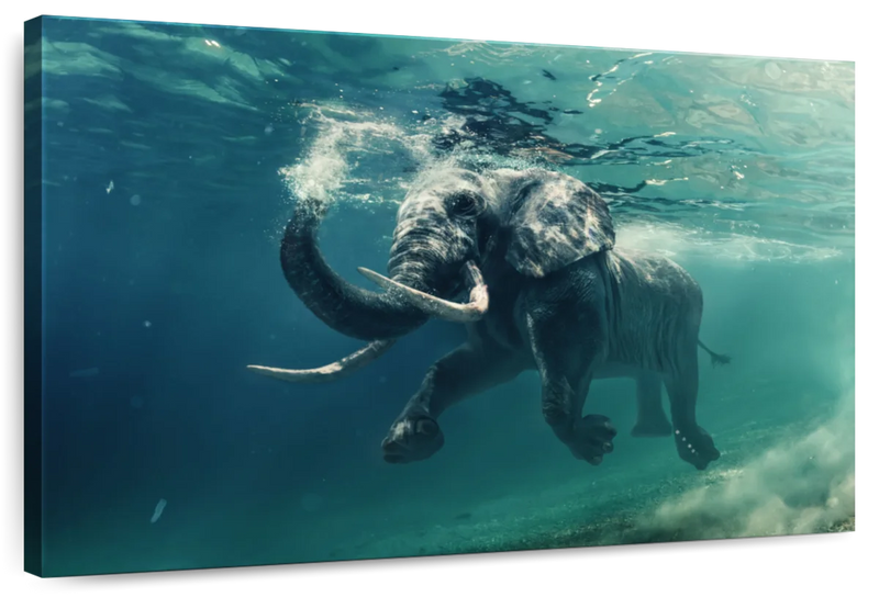 Swimming Elephant Wall Art