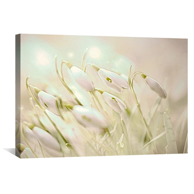 Enchanting Snowdrops Canvas