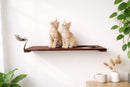 Wall Mounted Cat Feeding Shelf
