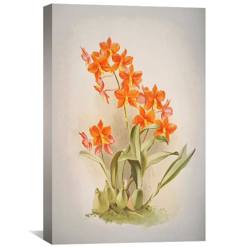 Epidendrum Orchid Canvas