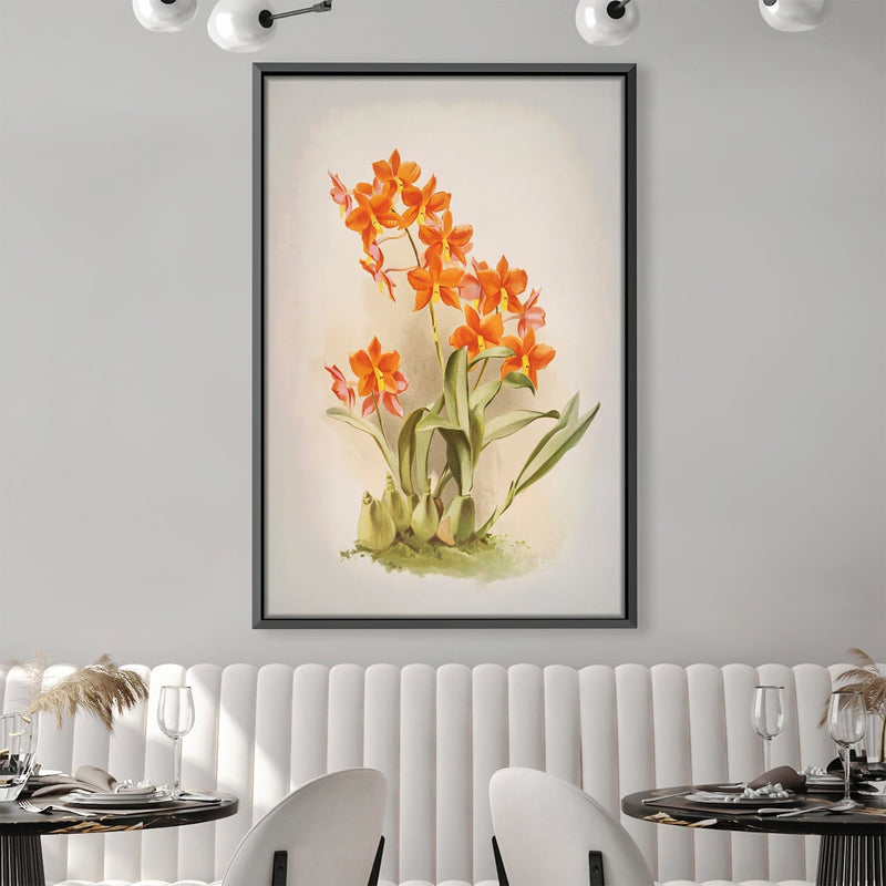 Epidendrum Orchid Canvas