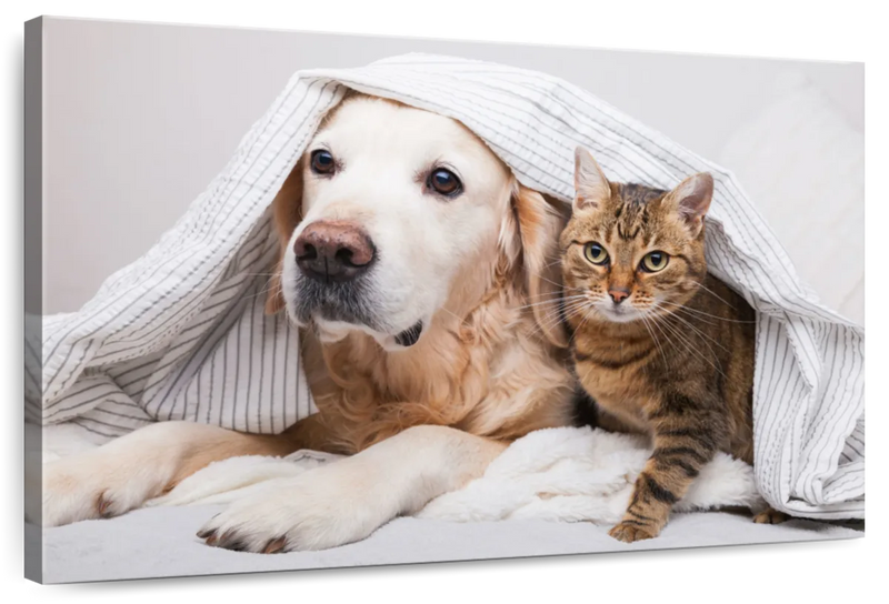 Cozy Dog And Cat Wall Art