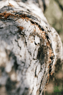 XL Ultimate Survival Chainsaw Kit - Gen 2 - Sale!