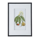 19.7x27.6 Botanical Wall Arts, Set of 2 by HouseOfZazla