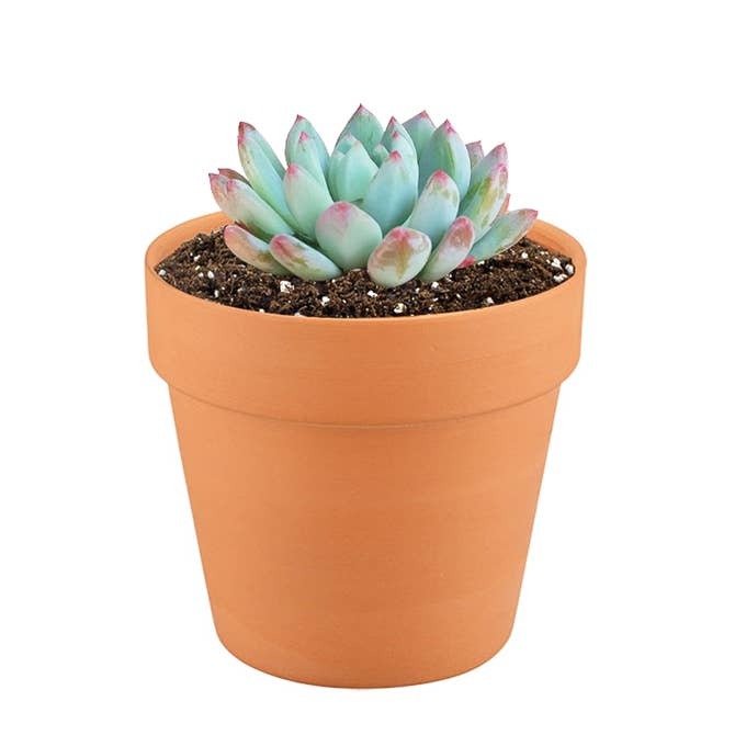 2" or 4.3'' Terracotta Pot
