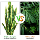 35.5 Inch Indoor-Outdoor Decoration Fake Artificial Snake Plant by LJGDeals
