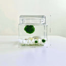 Marimo Moss Ball Aquarium Glass Terrarium Designer 4.5" Home Decor and Office Decor