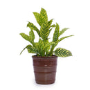 3 Pieces Flowerpot, Planter For Patio, Garden Or Windowsills by HouseOfZazla