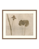 Botanical Thoughts II