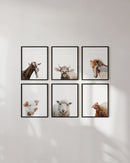 Farm animal portrait