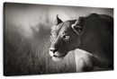 Stalking Lioness Wall Art