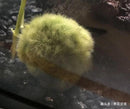 Medicine Care for Moss Balls