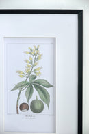 19.7x27.6 Botanical Wall Arts, Set of 2 by HouseOfZazla