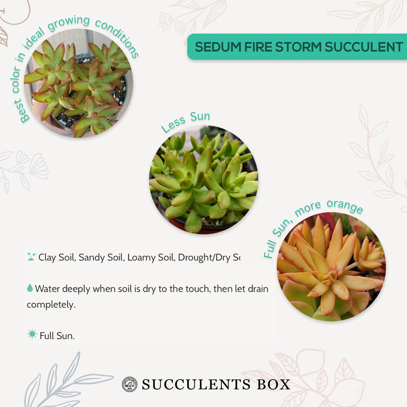 Sedum Fire Storm Succulent