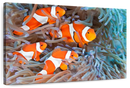 Clown Fish Wall Art