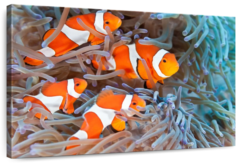 Clown Fish Wall Art