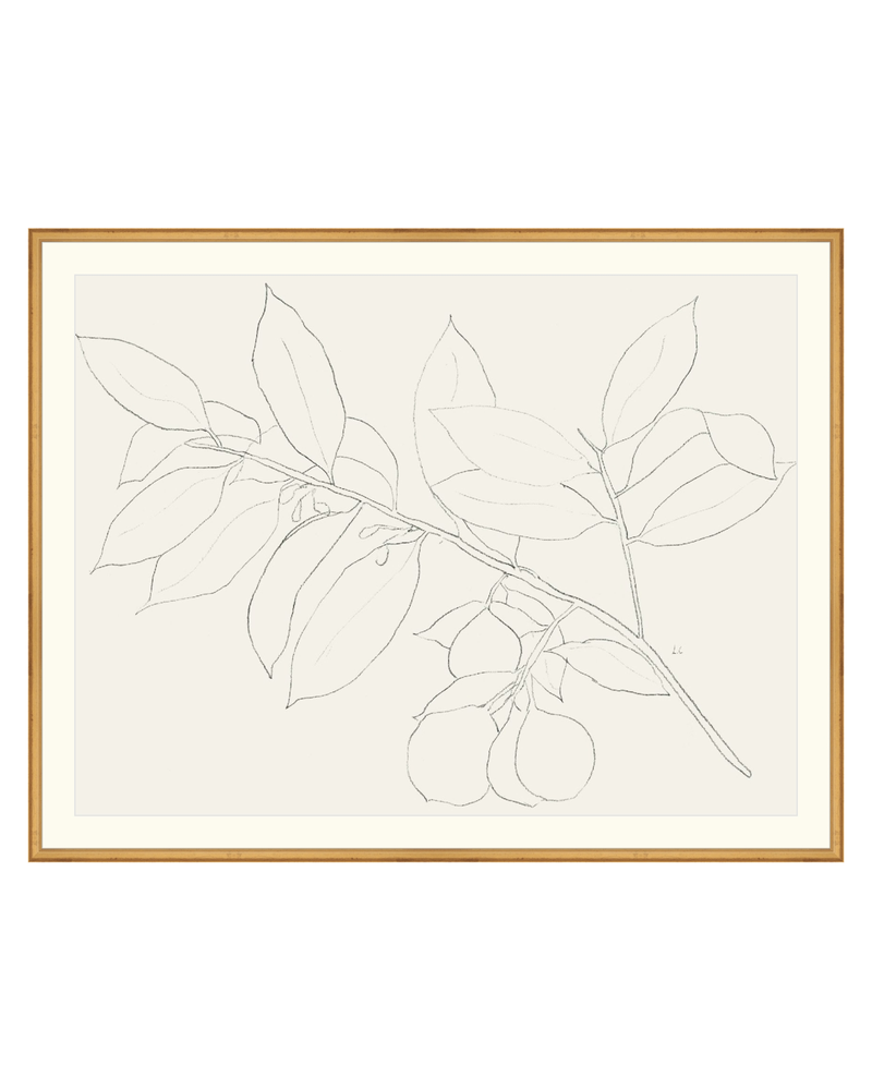 Lemon Branch Drawing
