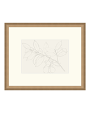 Lemon Branch Drawing