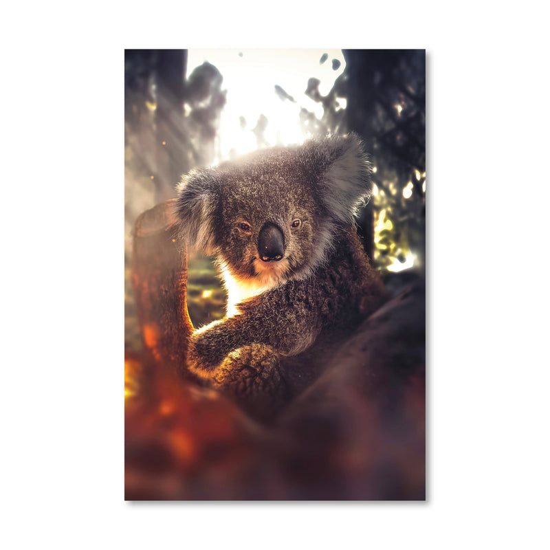 Friendly Koala Canvas