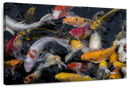 Abundant Koi Fish Wall Art