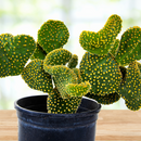 Funny Bunny Prickly Pear
