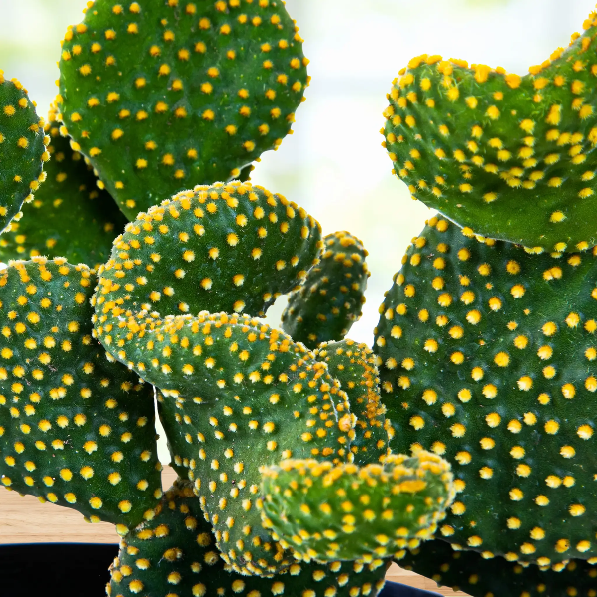 Funny Bunny Prickly Pear, photo 5 of 6