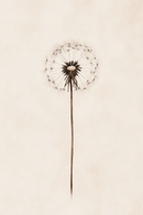 Sepia Dandelion Dreamscape