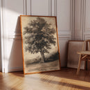 Timeless Oaks