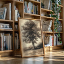 Timeless Oaks