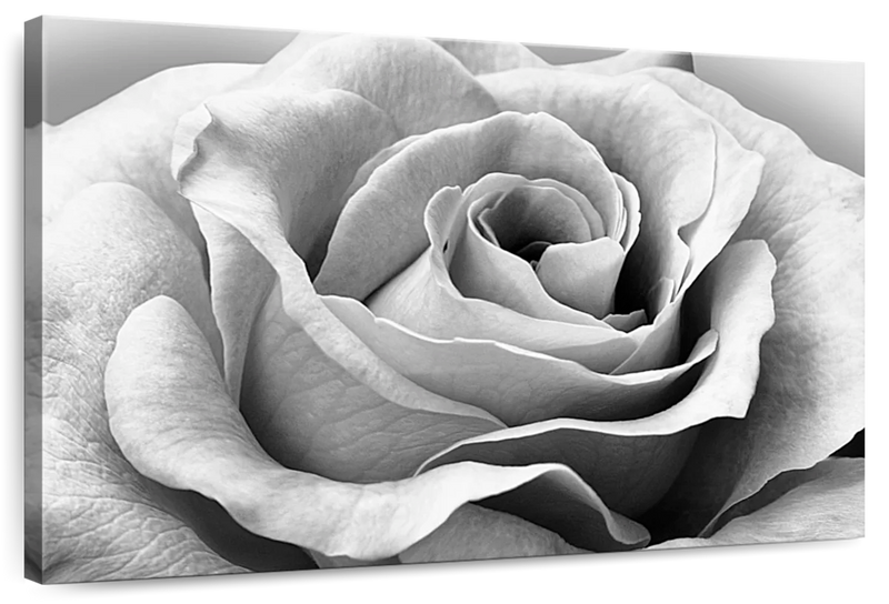 Full Bloom Rose Wall Art