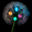 Dandelion Solar Garden Light with Colorful LEDs by LJGDeals