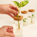 4Pack Glass Propagation Stations For Plants Indoor Glass Planters Hydroponic Plant Vases 2 Large 2 Small for Plant Cuttings Flower Arrangements by LJGDeals