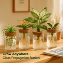 4Pack Glass Propagation Stations For Plants Indoor Glass Planters Hydroponic Plant Vases 2 Large 2 Small for Plant Cuttings Flower Arrangements by LJGDeals