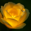 Solar Powered Rose Lights - Water-Resistant Pathway by LJGDeals