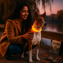 USB Rechargeable LED Dog Collar – Multi-Color Lighting by LJGDeals