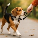 Adjustable Dog Choke Collar for Training - Safe Pinch Fit by LJGDeals