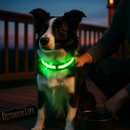 Light Up Dog Collar with LED Night Safety Colors by LJGDeals