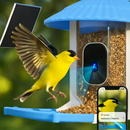 Bird Feeder Camera with AI Bird Identification by LJGDeals
