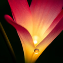 Lily Solar Garden Lights with Color-Changing LEDs by LJGDeals