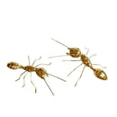 Golden metal ants decorative figurines – living room home decor by Decorbites