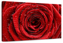 Damp Red Rose Wall Art