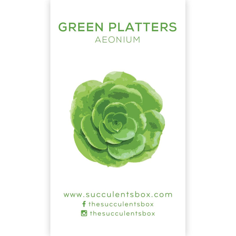 Aeonium Succulent ID Cards