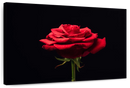 Forlorn Red Rose Wall Art