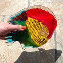 GobekUsa Hand Blown Tropical Fish Glass Figurines Home Decor & Gift