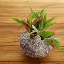 GobekUsa Hydrangea Ceramic Vase | Hand-Relief Sculpture Flower Ball Arrangement Accessory