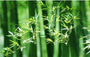 GobekUsa Handcrafted Chinese Bamboo Pendant Lamp