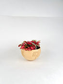 Hanging Joshua Tree Planter