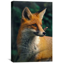 Happy Fox Canvas