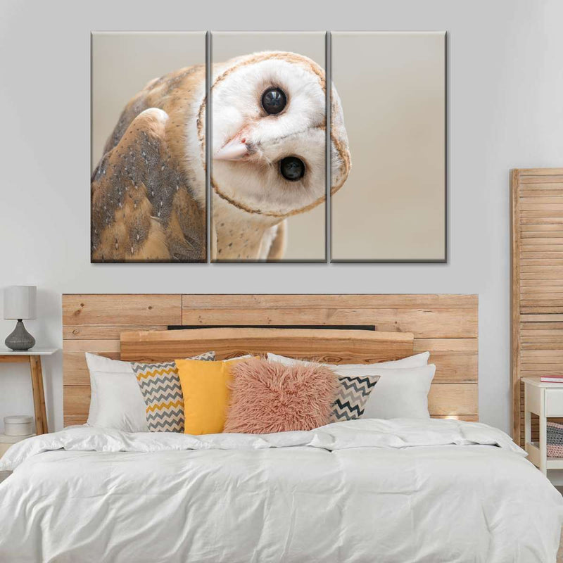 Barn Owl Gaze Wall Art