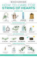 6" String Of Hearts Ceropegia Woodii